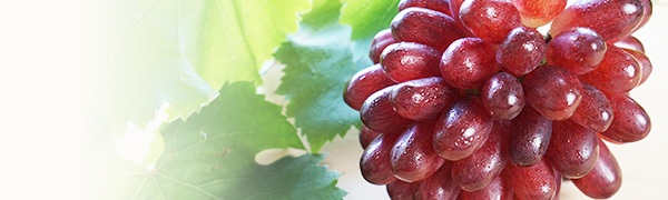 希少なぶどう 浜松のブドウ「ウインク」など」