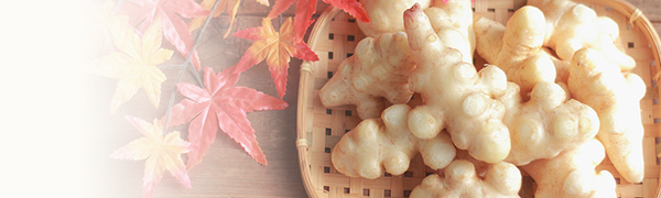 無農薬・イヌリンたっぷりな「南箱根 函南きくいも」