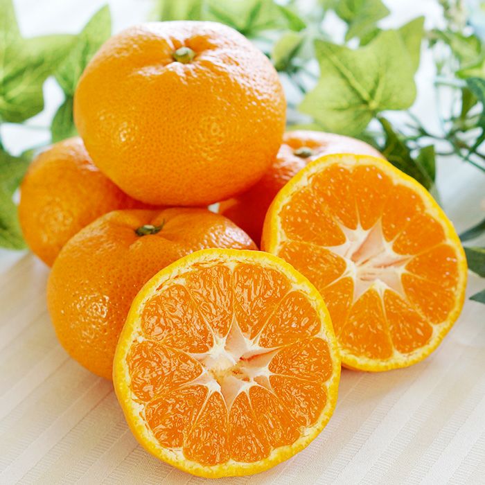 三ヶ日みかん 「青島」 5kg ｜ 黒柳さんちの低農薬・有機肥料栽培の