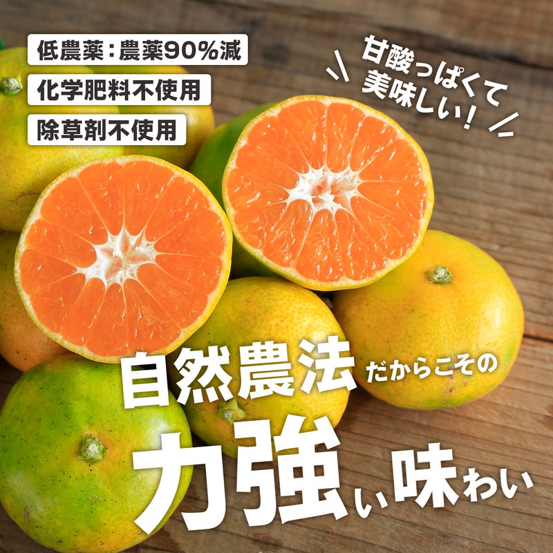 自然農法による力強い味わいのみかん