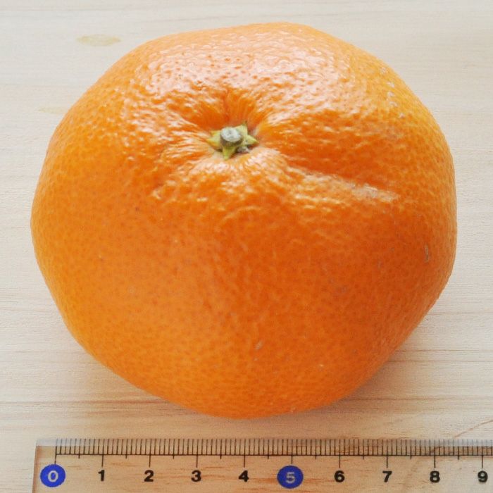 訳あり三ヶ日みかん 青島 特大4Lサイズ 4.5kg | ご自宅用にお得なみかん