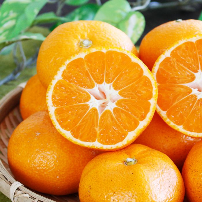 三ヶ日みかん | セレクトフード