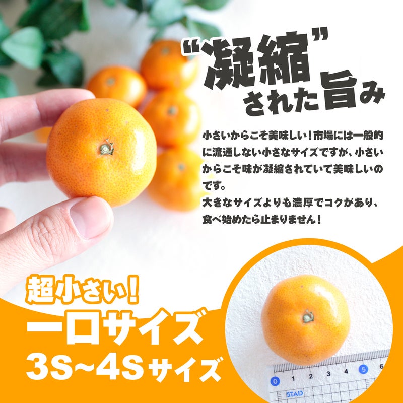 位田ファームの農薬不使用の三ケ日みかん極早生 凝縮された旨み