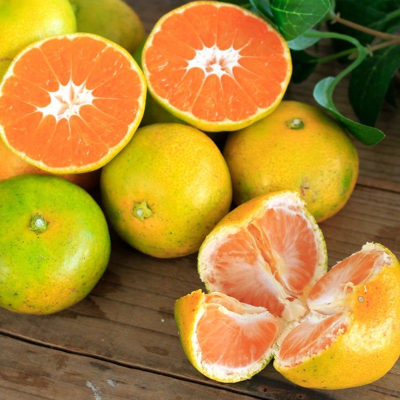 位田みかん園の農薬不使用三ケ日みかん極早生