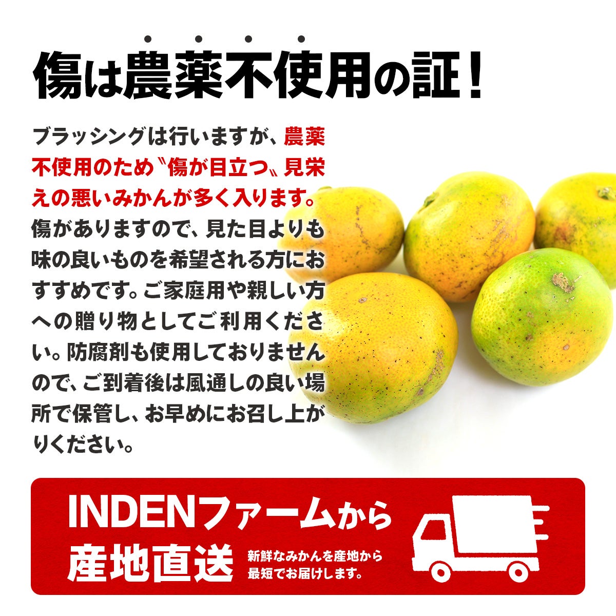 キズは農薬不使用の証。位田ファーム［農薬不使用］三ケ日みかん極早生