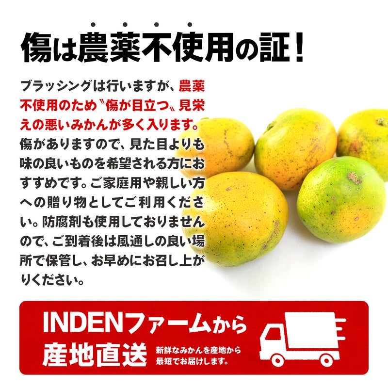 キズは農薬不使用の証。位田ファーム［農薬不使用］三ケ日みかん極早生