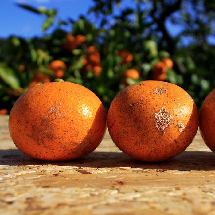 33farmの減農薬三ヶ日みかん早生 2S～Lサイズ混合 5kg, 10kg