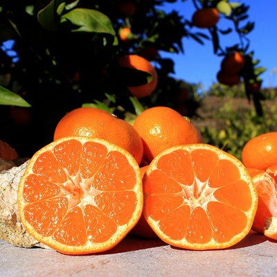 33farmの農薬不使用三ヶ日みかん青島