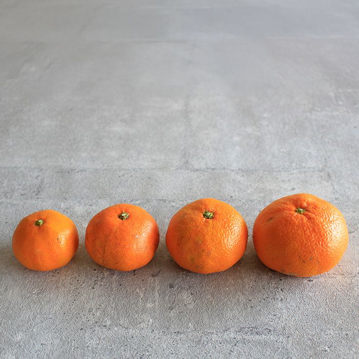 33farmの農薬不使用三ヶ日みかん青島 S～2Lサイズ混合