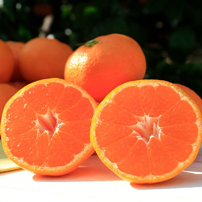 柑甘ファームの「蔵出し」三ヶ日みかん 青島 M～2Lサイズ