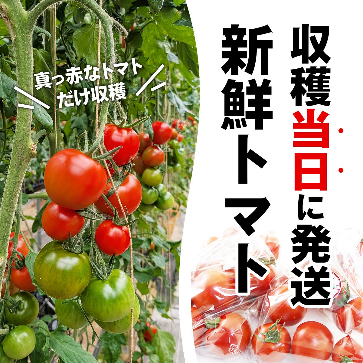 新鮮トマトを収穫当日に発送