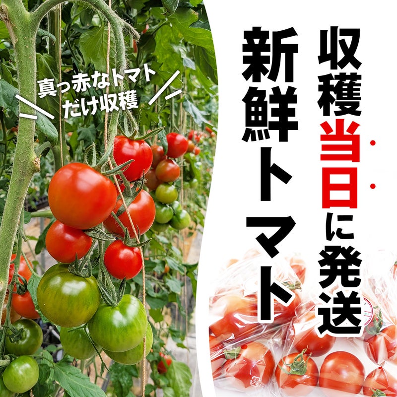 新鮮トマトを収穫当日に発送