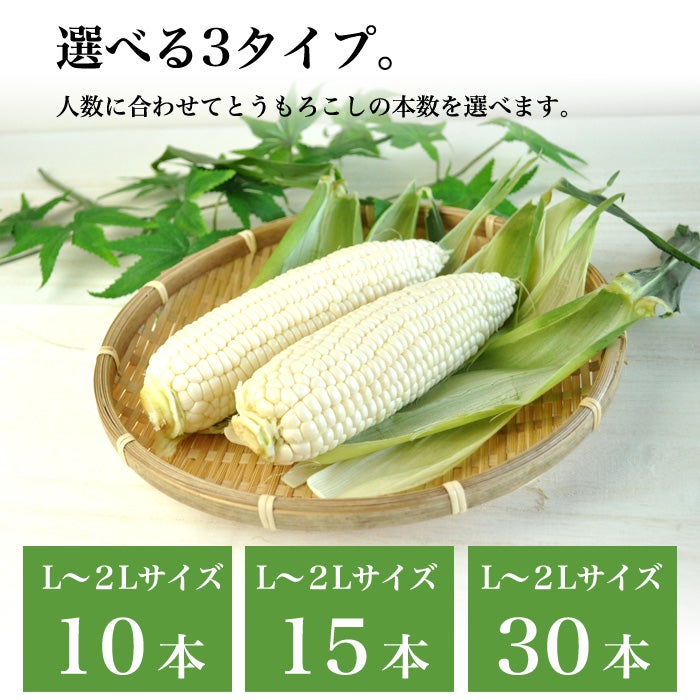 白いとうもろこし　選べｒ本数
