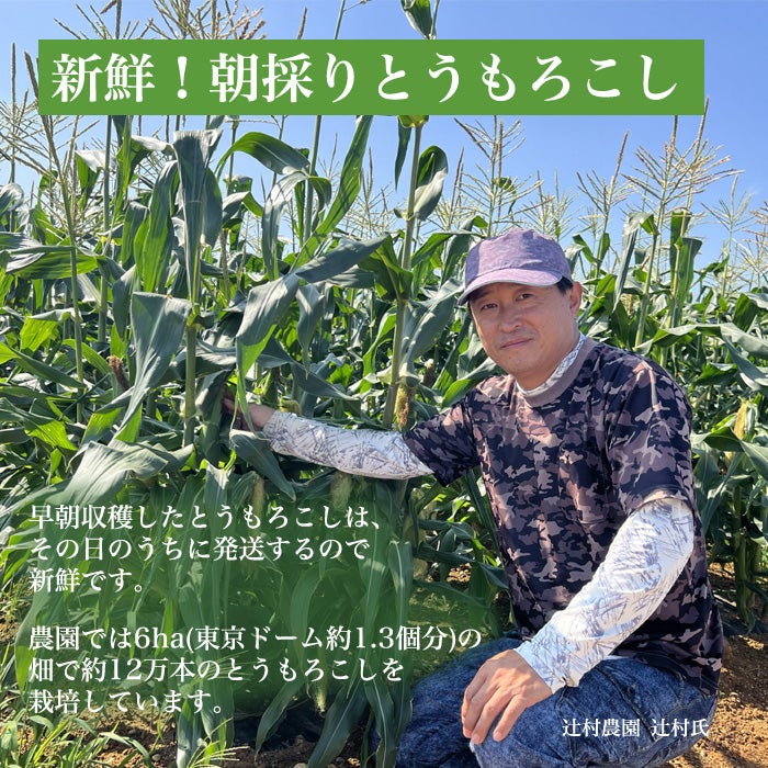 白いとうもろこしを朝収穫して発送
